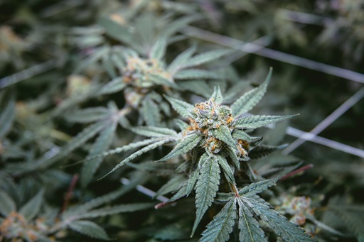 Ninja Goldfish Cannabis Plant Wash Concentrate