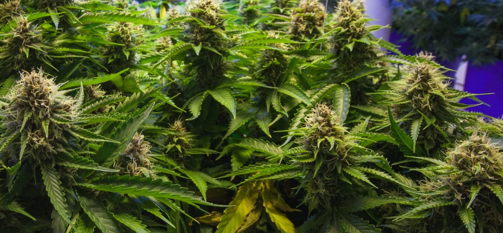 Cannabis flowers in a grow room