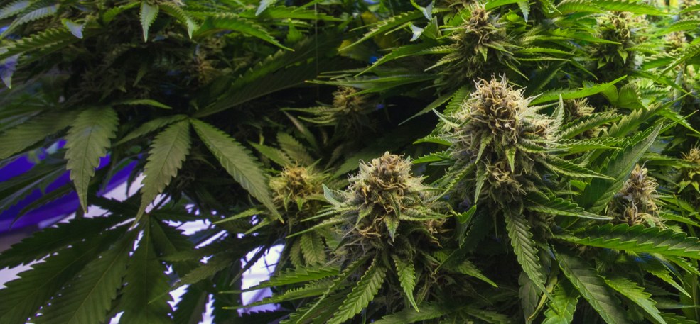 Flowering cannabis plants in a grow room